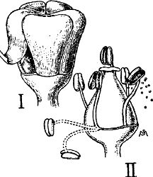 Fig. 53. The grape flower.