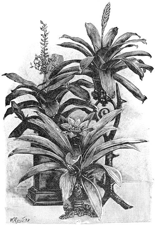 Fig. 142. Groep van Bromeliaceeën.