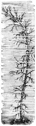 Fig. 253. Myriophyllum prismatum.