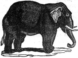 The Elephant.