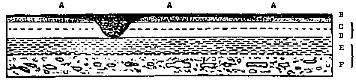 Section of the strata exhibited in the cliffs of the ninety feet plain at Port S. Julian.