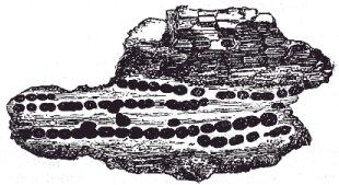 Opaque brown sphærulites, drawn on an enlarged scale.