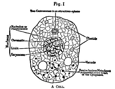 A Cell