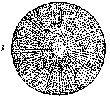 Stem-cell of one of the echinoderms