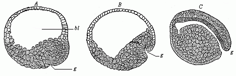 Gastrulation of the lamprey.