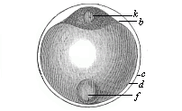 Ovum of a deep-sea bony fish.