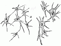 Fig. 7--Eleven star-shaped cells.