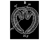 Coelumula of sagitta.